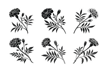 Marigold (Tagetes spp.) silhouette vector illustration