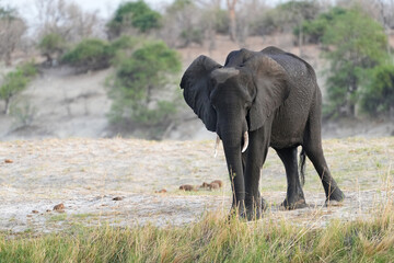 Obraz premium Elefant in der Steppe am Morgen