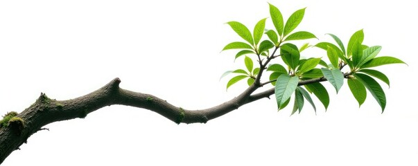 A single, twisted jungle branch isolated on white background, twisted tree, greenery, foliage