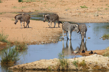 Fototapeta premium Steppenzebra / Burchell's zebra / Equus quagga burchellii
