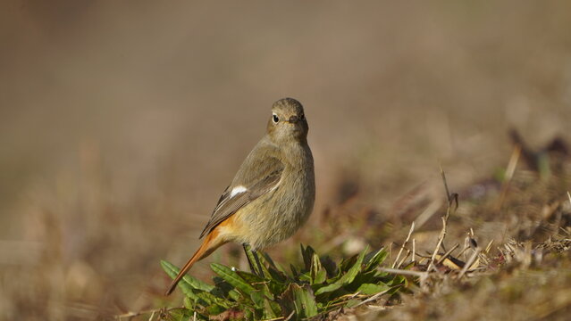 ジョウビタキの基本情報

    学名: Phoenicurus auroreus
    英名: Daurian Redstart
    分類: スズメ目ヒタキ科
    体長: 約14～15センチメートル
    体重: 約13～20グラム
    寿命: 野生で約3～5年
