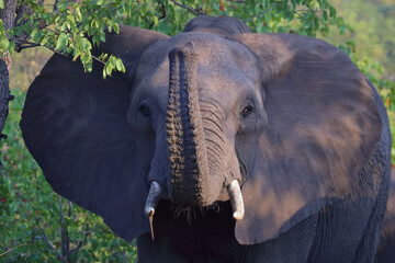 Afrikanischer Elefant / African elephant / Loxodonta africana