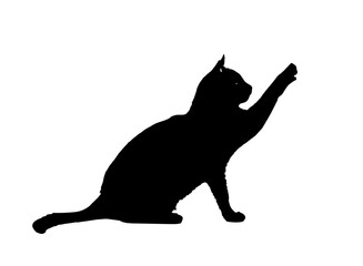 A black cat is dancing on a white background,