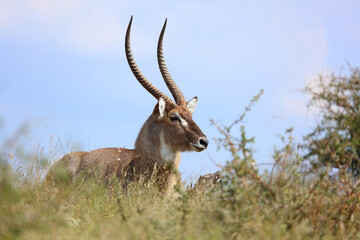 Wasserbock / Waterbuck / Kobus ellipsiprymnus