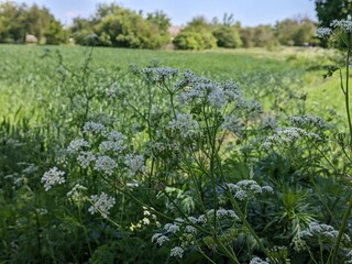Hemlock or mouse grass. One of the wild poisonous plants that completes full growth by mid-summer. Blooms in wide flower baskets with many small white flowers