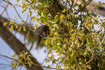Amsel auf Nahrungssuche im Winter, Beeren sind gut