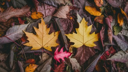 Colorful autumn leaves in vibrant hues of yellow, orange, and red arranged on a dark brown background, highlighting the seasonal beauty of fall.