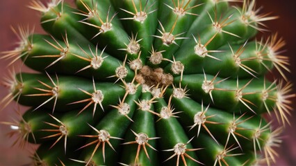 Vibrant green cactus with prominent spines and radial symmetry captured from the top, showcasing intricate details and a natural earthy backdrop.