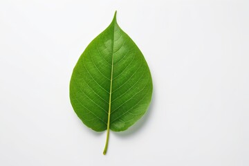 there is a green leaf on a white surface