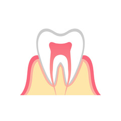 歯の断面図のイラスト
