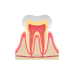 リアルなタッチの歯の断面図のイラスト