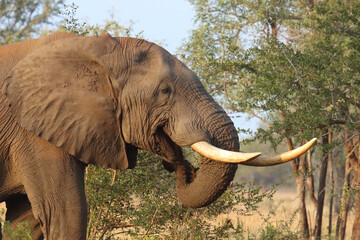 Afrikanischer Elefant / African elephant / Loxodonta africana..