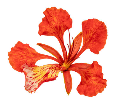 Flower fence or Peacock's crest flower  on white background, Pride of Barbado orange flower isolate on white background.