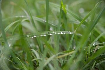 water drops on grass