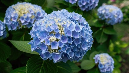 Vibrant Nikko Blue hydrangea flowers in full bloom display various shades of blue and soft lavender with lush green foliage in a serene garden setting.