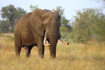 Obraz premium Afrikanischer Elefant / African elephant / Loxodonta africana..