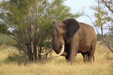 Fototapeta premium Afrikanischer Elefant / African elephant / Loxodonta africana..