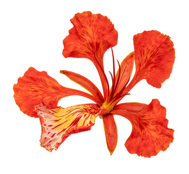 Flower fence or Peacock's crest flower  on white background, Pride of Barbado orange flower isolate on white PNG File.