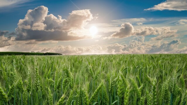 Vibrant summer landscape featuring a lush green wheat field under a bright sun with fluffy white clouds in a blue sky on a sunny day