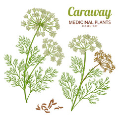 Caraway Plant with Flowers and Leaves Colored Detailed Illustration. Organic natural nutritional healthy food ingredient, vegetarian diet product. Vector isolated for design or decoration.