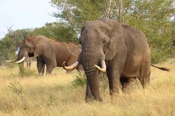 Afrikanischer Elefant / African elephant / Loxodonta africana..