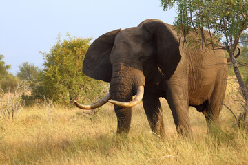 Obraz premium Afrikanischer Elefant / African elephant / Loxodonta africana..