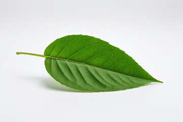 Obraz premium there is a green leaf that is laying on the ground