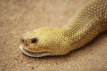 Rattlesnake close-up on sandy ground