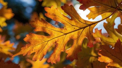 Fototapeta premium Vibrant autumn oak leaf in warm hues of orange and yellow, sunlight illuminating intricate veins against a soft blurred background.