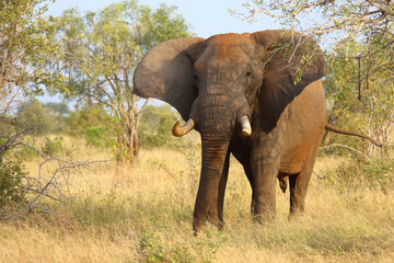 Obraz premium Afrikanischer Elefant / African elephant / Loxodonta africana