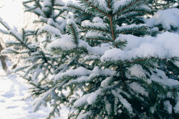 Frosted evergreen covered in snow close up view, winter forest background