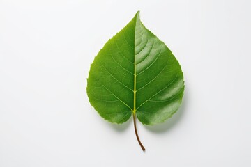 Fototapeta premium there is a green leaf that is laying on a white surface