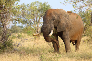 Fototapeta premium Afrikanischer Elefant / African elephant / Loxodonta africana