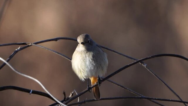ジョウビタキの基本情報

    学名: Phoenicurus auroreus
    英名: Daurian Redstart
    分類: スズメ目ヒタキ科
    体長: 約14～15センチメートル
    体重: 約13～20グラム
    寿命: 野生で約3～5年
