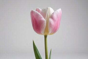 Fototapeta premium there is a pink and white tulip in a vase on a table