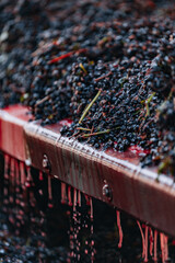 wine grapes on the crusher