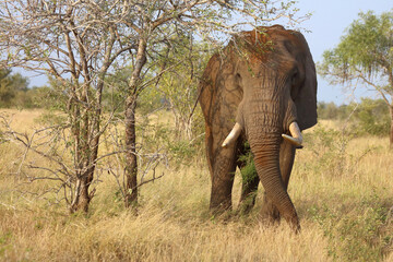 Obraz premium Afrikanischer Elefant / African elephant / Loxodonta africana..