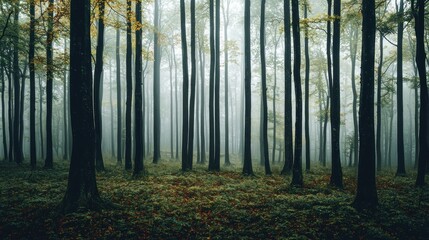 Naklejka premium Misty Forest Enchantment: A Serene Autumnal Woodland Scene