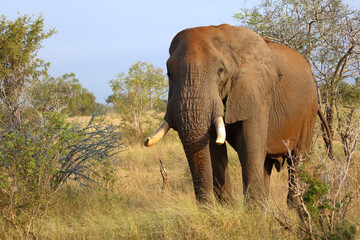 Fototapeta premium Afrikanischer Elefant / African elephant / Loxodonta africana..