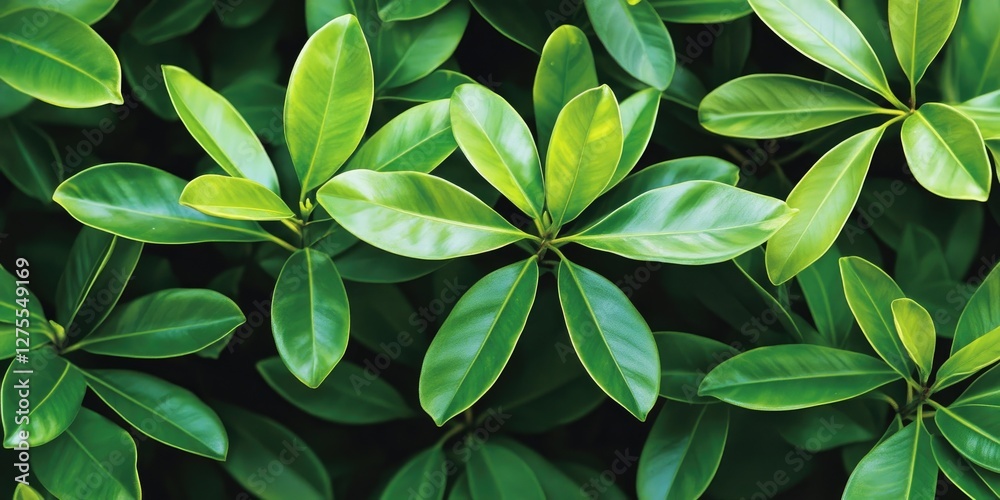 Aufkleber vibrant green glossy leaves with varying shades of light and dark green densely clustered creating a