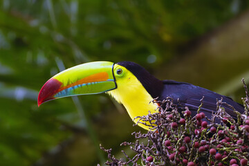 Keel-billed toucan (Ramphastos sulfuratus), also known as sulfur-breasted or keel or rainbow-billed toucan, portrait.