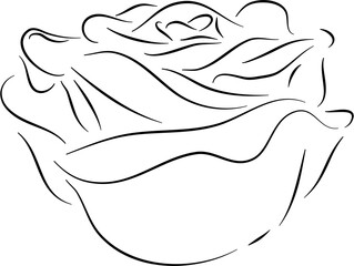 rose floral line art decoration 