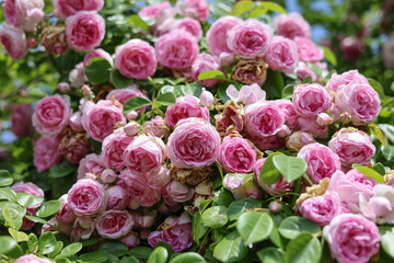 Relaxing cottage garden scene showing beautiful english climbing roses in summer sunshine.	