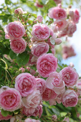Relaxing cottage garden scene showing beautiful english climbing roses in summer sunshine.	