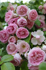 Relaxing cottage garden scene showing beautiful english climbing roses in summer sunshine.	