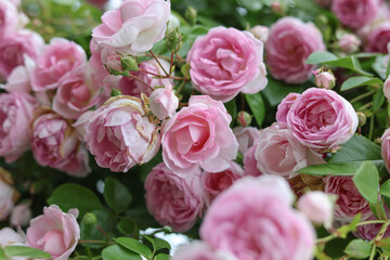 Relaxing cottage garden scene showing beautiful english climbing roses in summer sunshine.	