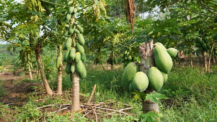 Papaya fruit grows abundantly and abundantly even though the tree is only an incomplete piece. hunt for unique photos in nature
