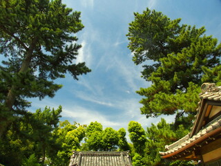 田舎の小さな社境内の黒松と夏の青空風景