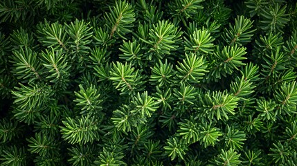 Lush Green Coniferous Evergreen Tree Branches
