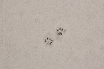 Serene close-up of cat paw prints etched in fresh white snow, showcasing delicate details of the impressions. Perfect for themes of winter, nature, wildlife, or pet adventures.